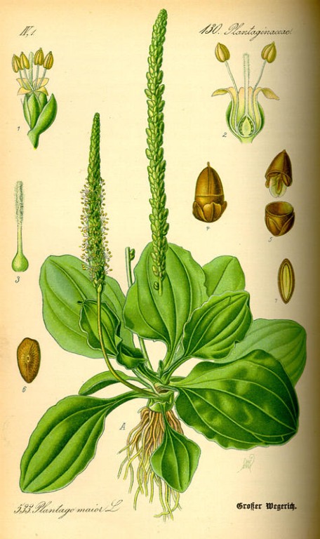 Breitwegerich bio